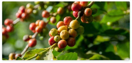 Coffee cherries